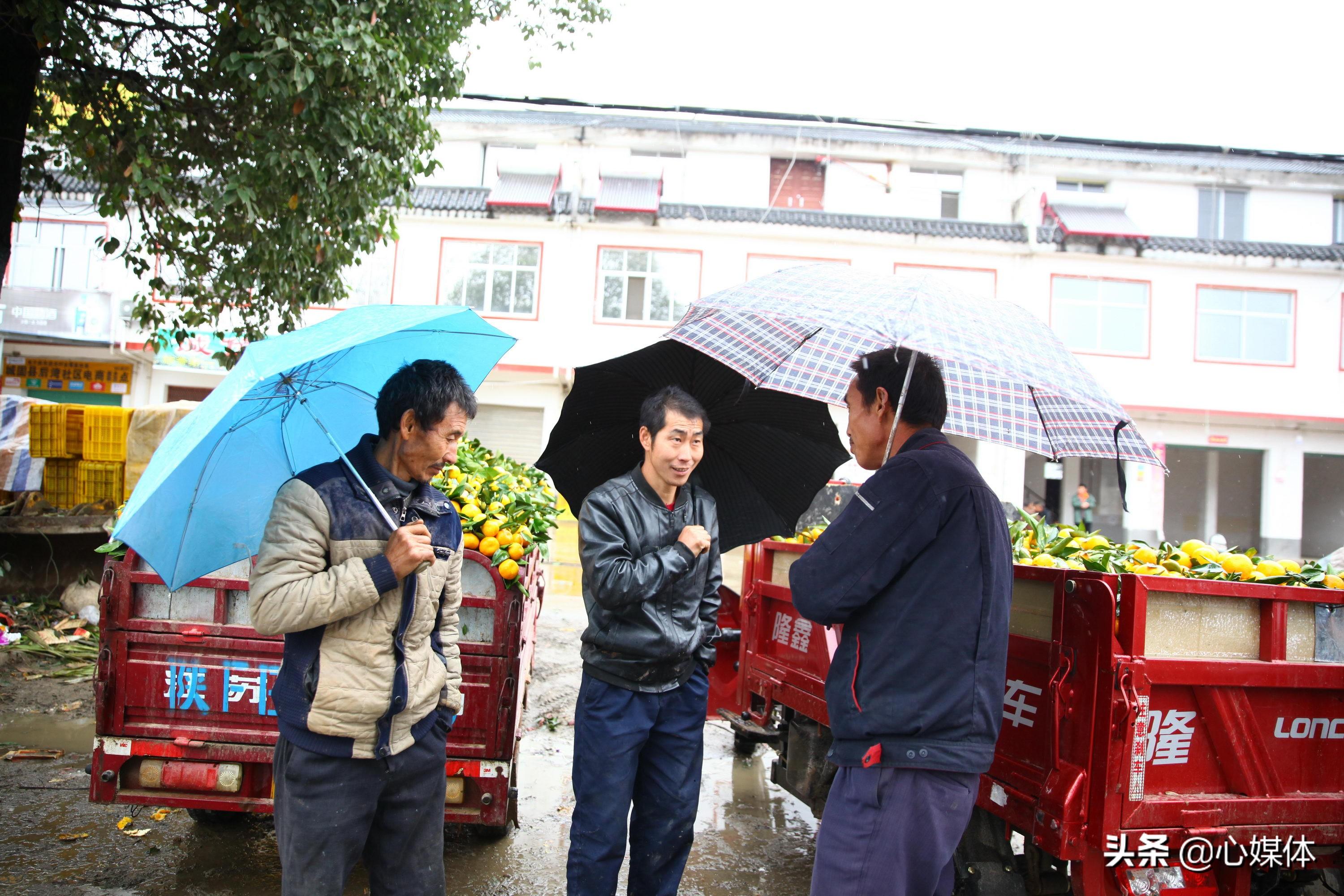 柑橘新品種30元_由良蜜桔跟日南一號(hào)比照