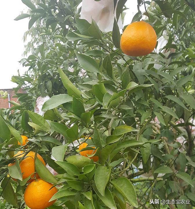 春見(jiàn)耙耙柑幾月開花是什么原因_四川綿陽(yáng)合適種植什么果樹