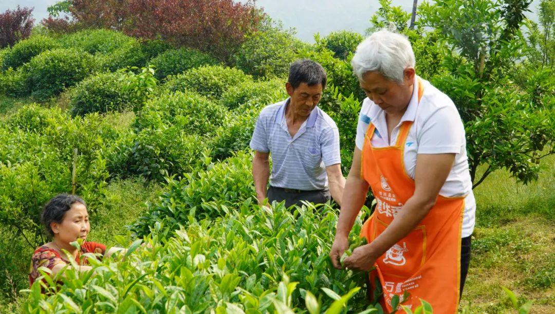 粑粑柑跟愛媛柑的區(qū)別是什么意思_目前哪種柑橘的開展前景好