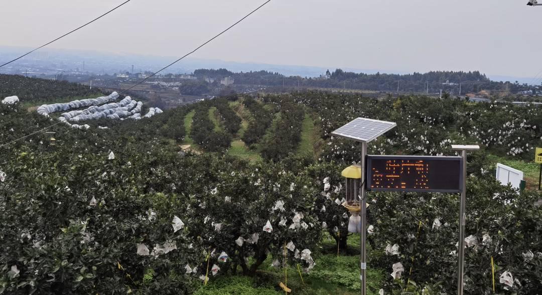 成都柑橘種植基地在哪里_合適四川種植的生果