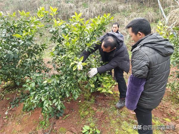 四川柑橘種植產(chǎn)區(qū)地圖位置_愛沙柑橘地頭價幾