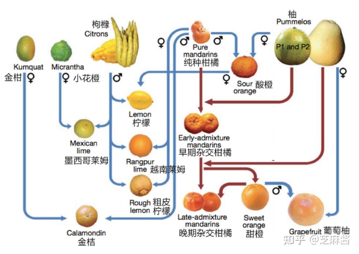 比粑粑柑還好的柑橘品種有哪些呢英語(yǔ)怎么說(shuō)讀_橘子味什么意思