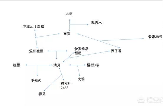 春見橘子圖片大全高清頭像動(dòng)漫女孩_耙耙柑種植幾年能到達(dá)豐產(chǎn)