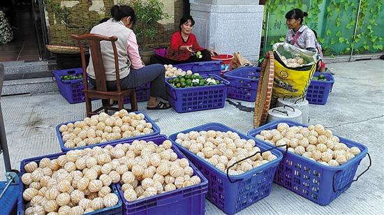 廣東江門市求購新會(huì)柑苗_廣西茶枝柑與新會(huì)茶枝柑的區(qū)別